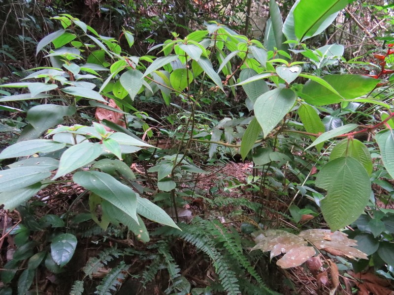 Miconia leamarginata photo 3