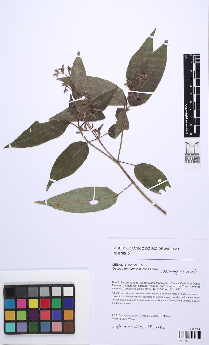 Miconia leamarginata photo 5