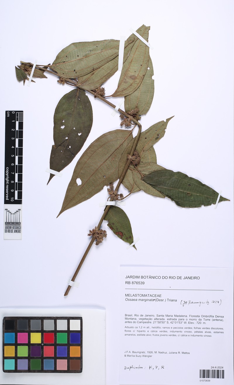 Miconia leamarginata photo 6