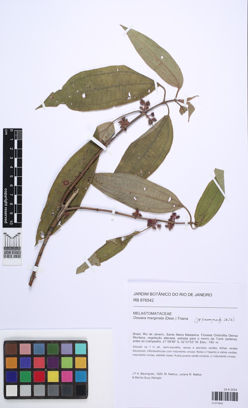 Miconia leamarginata photo 7