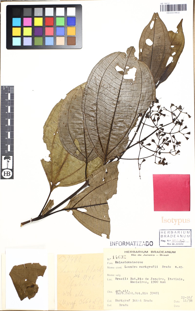 Miconia leamarkgrafii