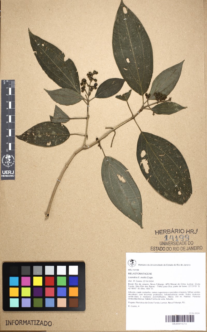 Miconia leamollis
