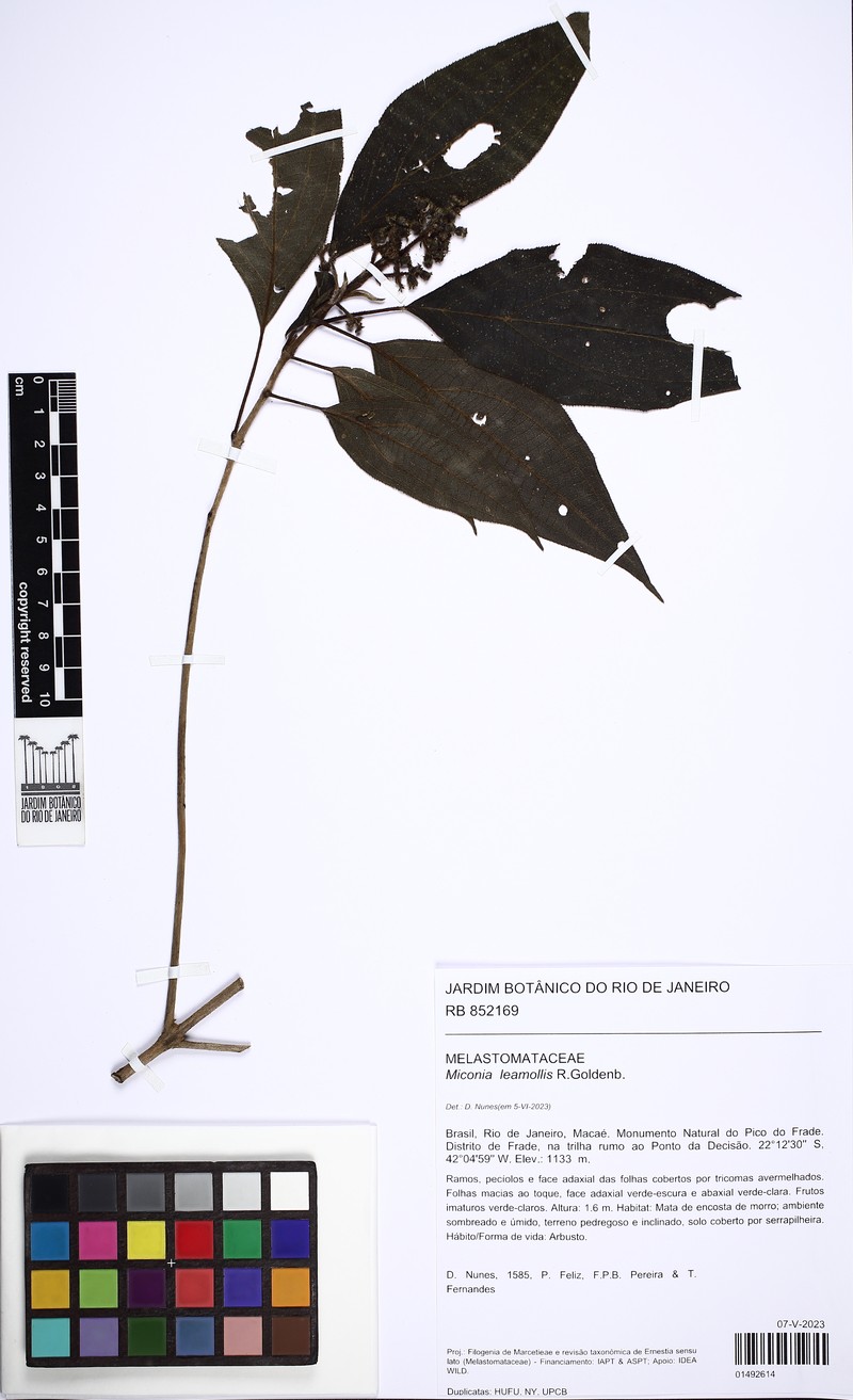 Miconia leamollis photo 2