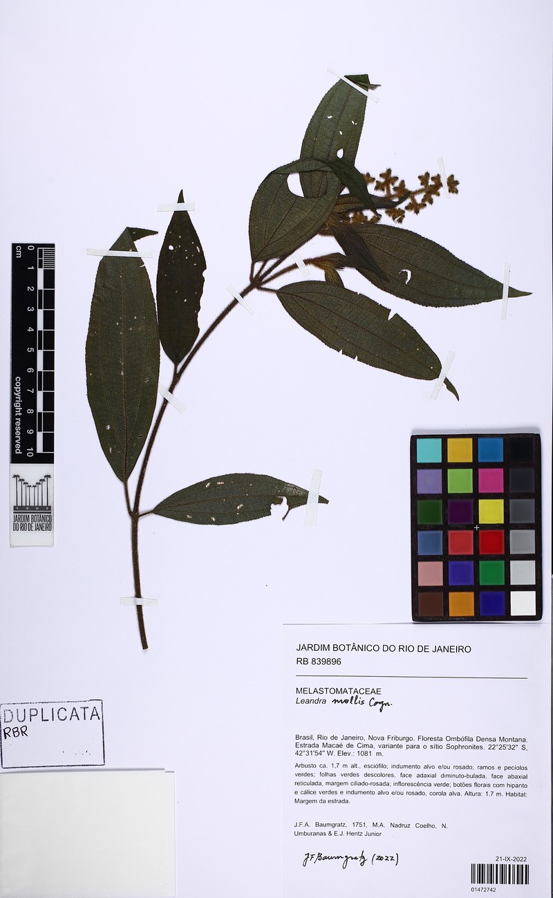 Miconia leamollis photo 3