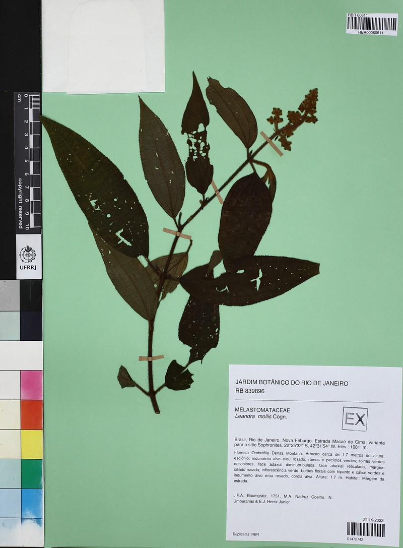 Miconia leamollis photo 4