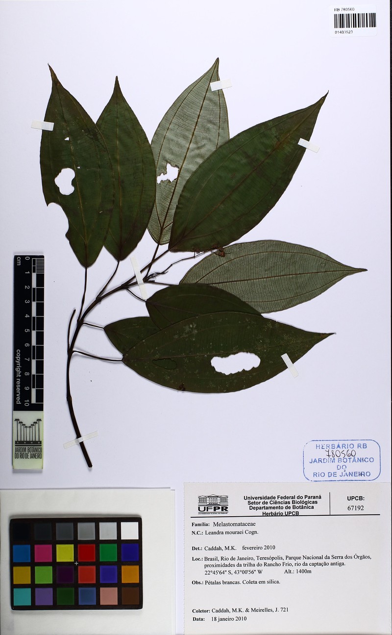 Miconia leamourae