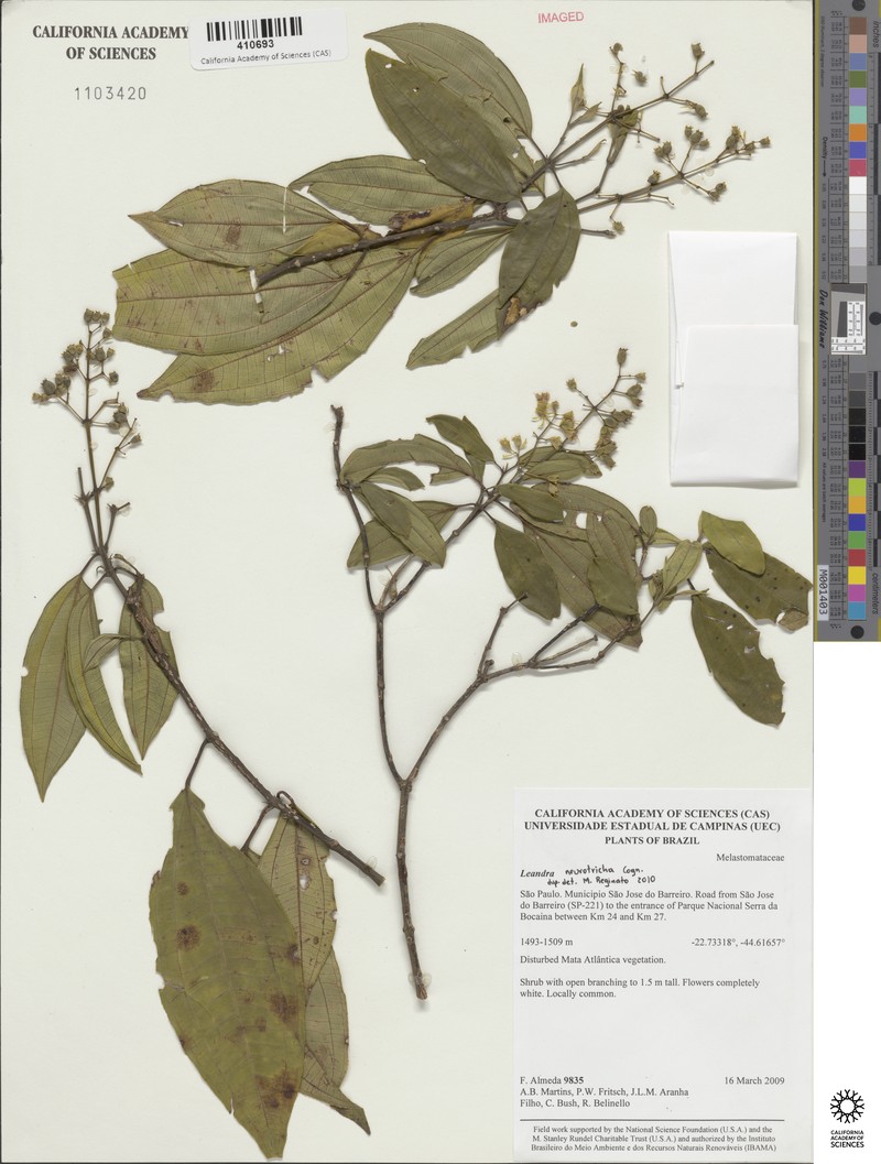 Miconia leaneurotricha