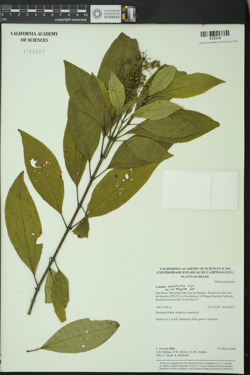Miconia leaneurotricha photo 2