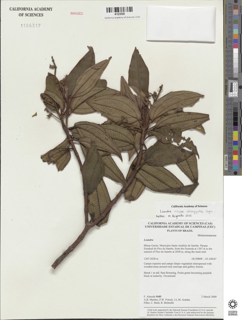 Miconia leaoblongifolia