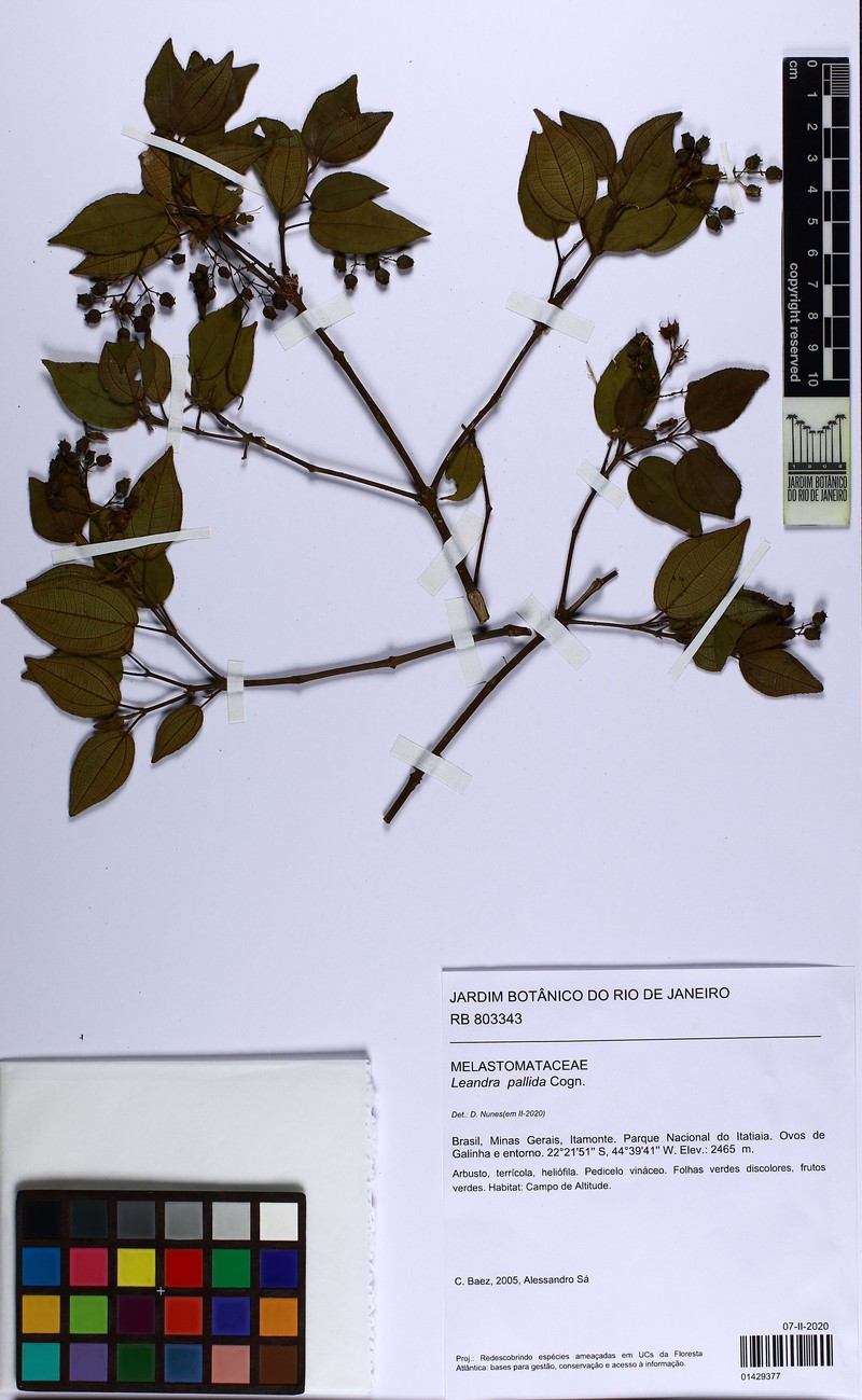 Miconia leapallida
