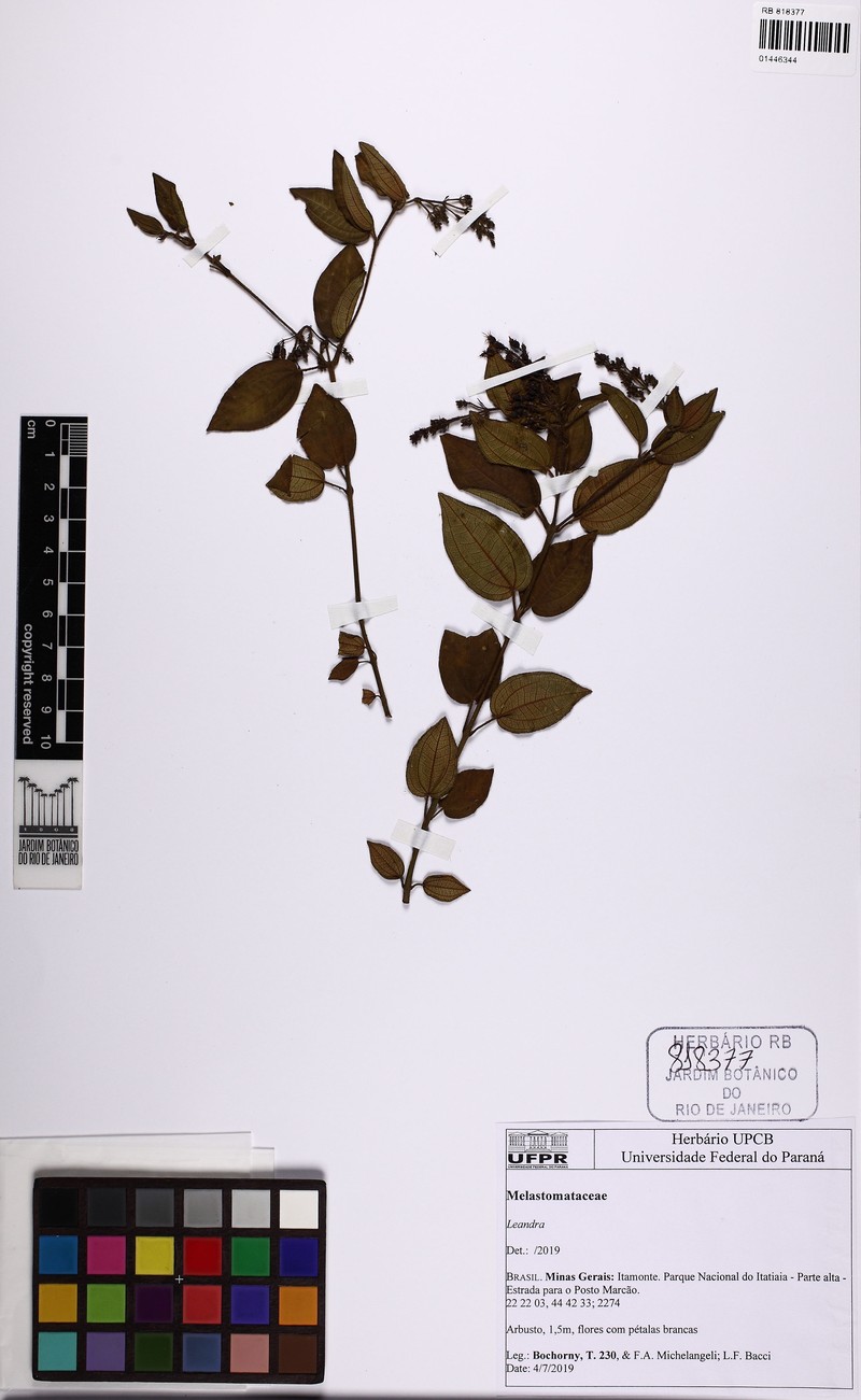 Miconia leapallida photo 2