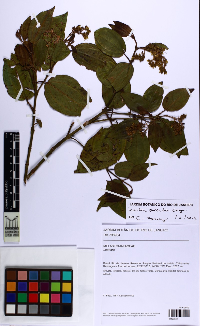Miconia leapallida photo 3