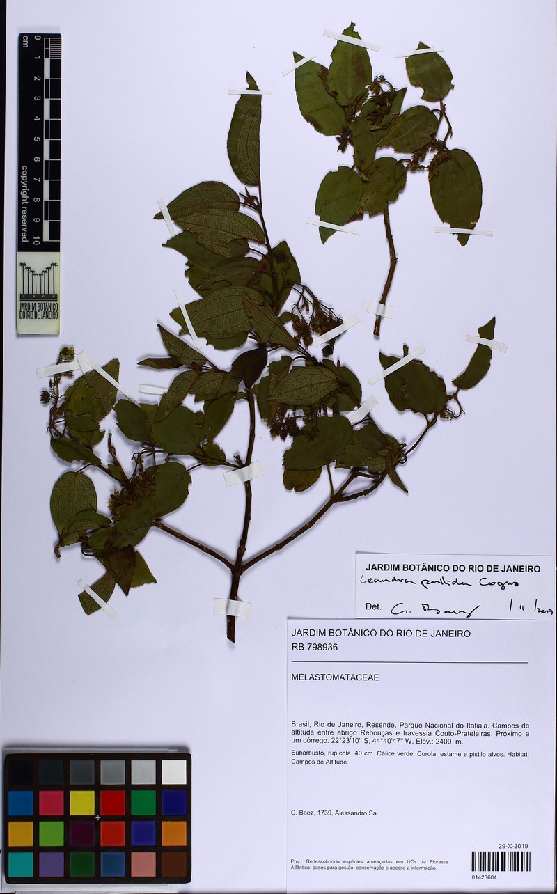 Miconia leapallida photo 4