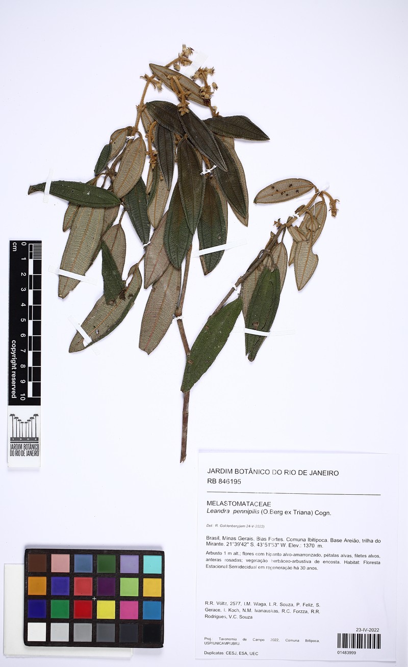 Miconia leapennipilis
