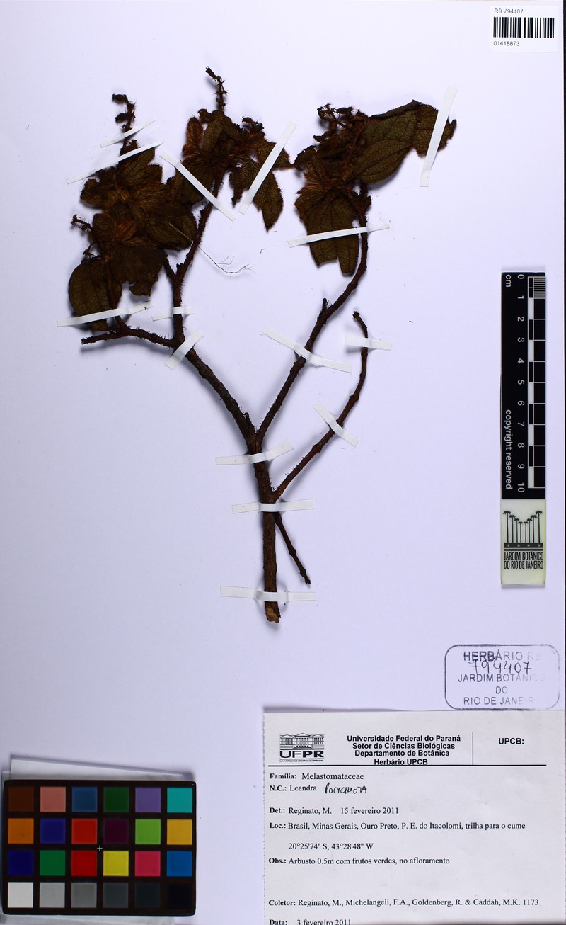 Miconia leapolychaeta