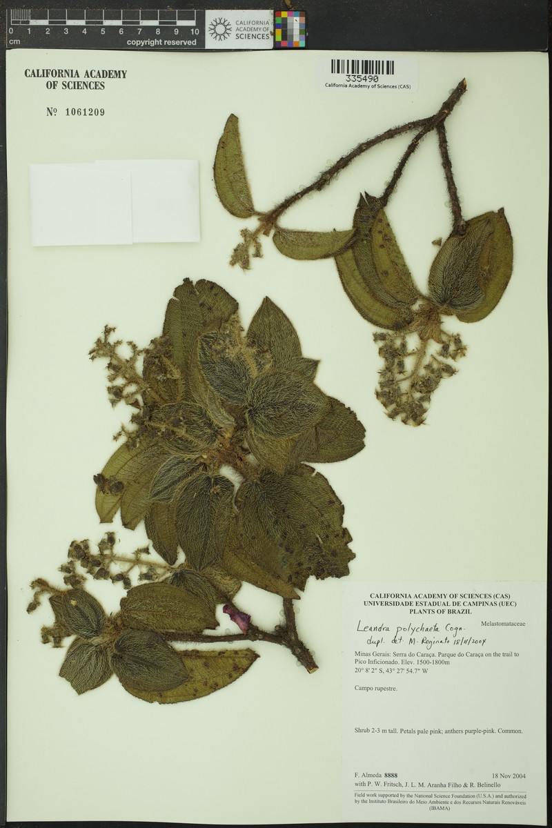 Miconia leapolychaeta photo 2