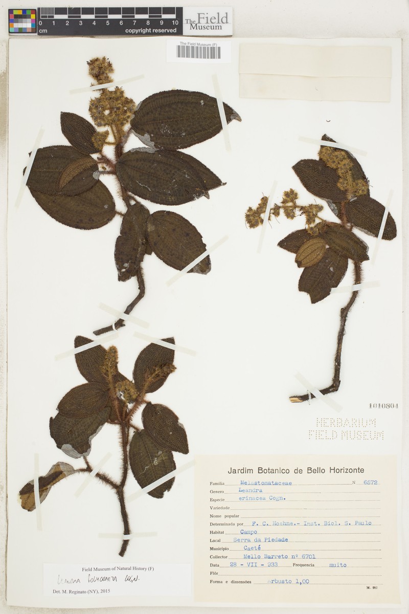 Miconia leapolychaeta photo 3
