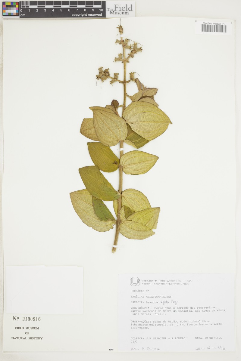 Miconia learigida