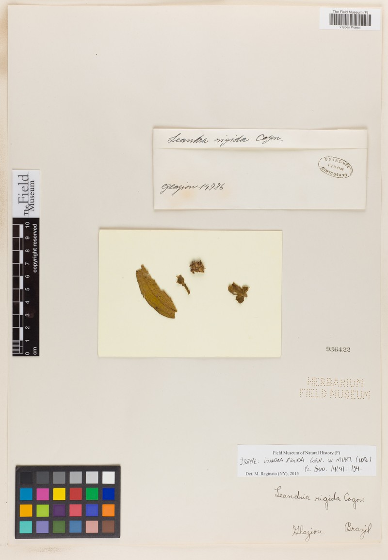 Miconia learigida photo 2