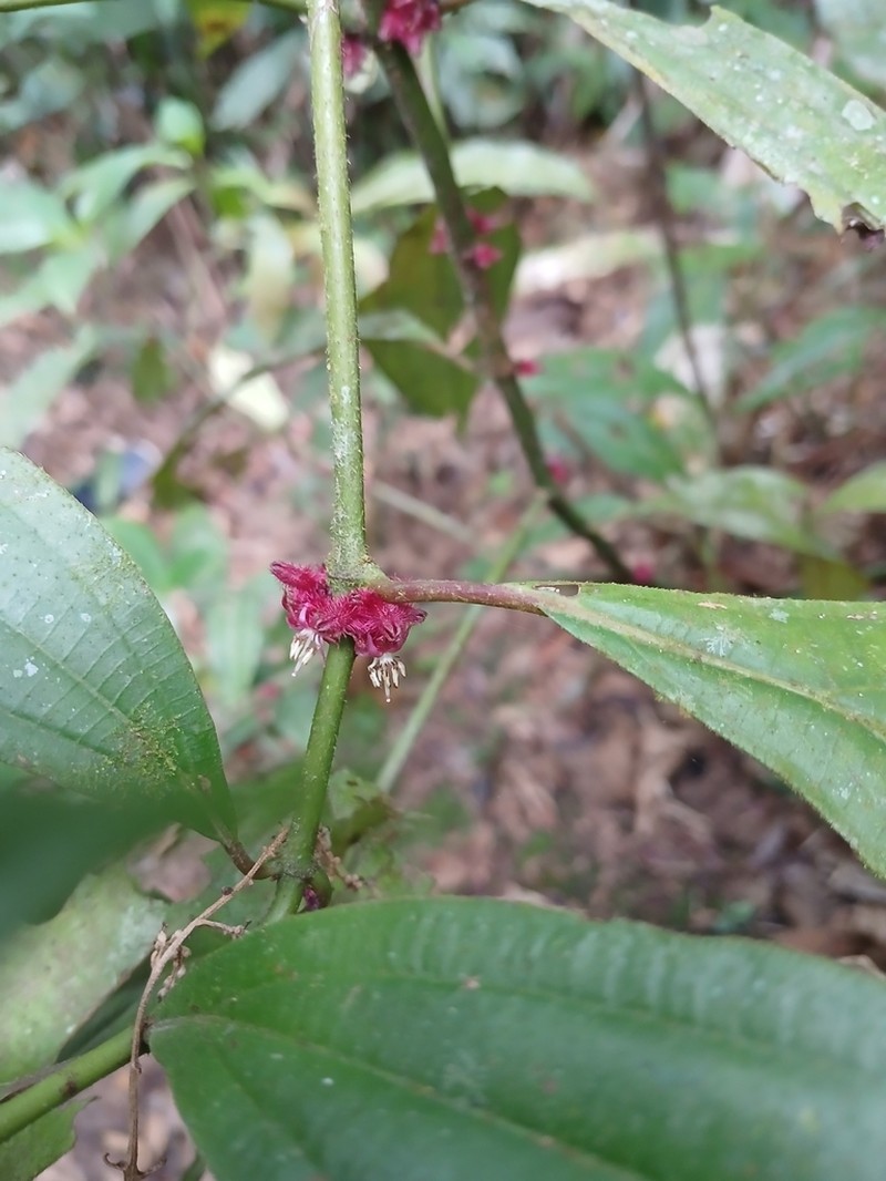 Miconia leasanguinea photo 2