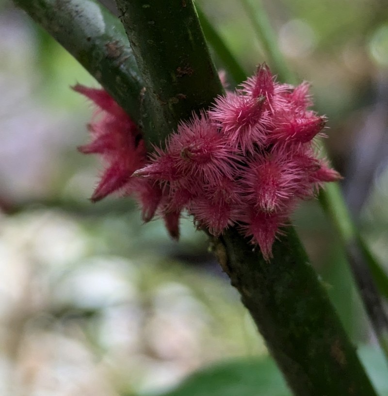 Miconia leasanguinea photo 3