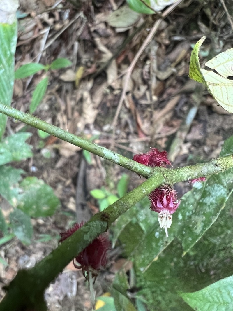 Miconia leasanguinea photo 4