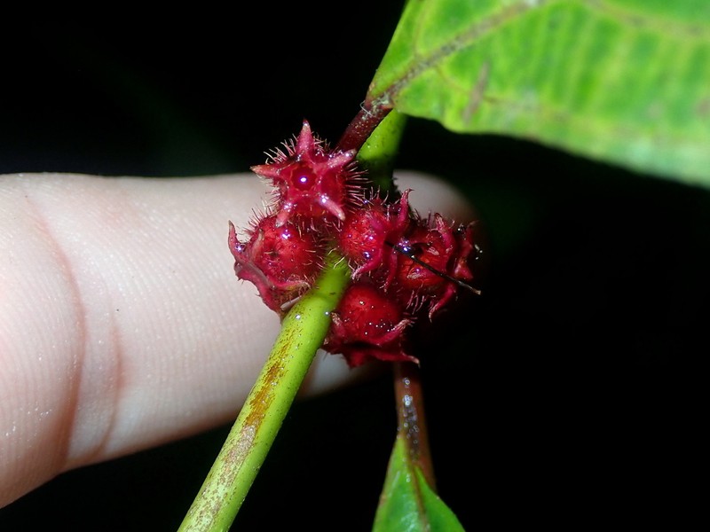 Miconia leasanguinea photo 5
