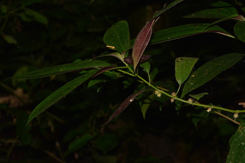 Miconia leasanguinea photo 6