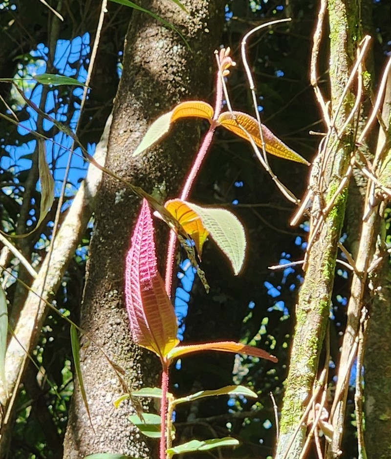 Miconia leasanguinea photo 7