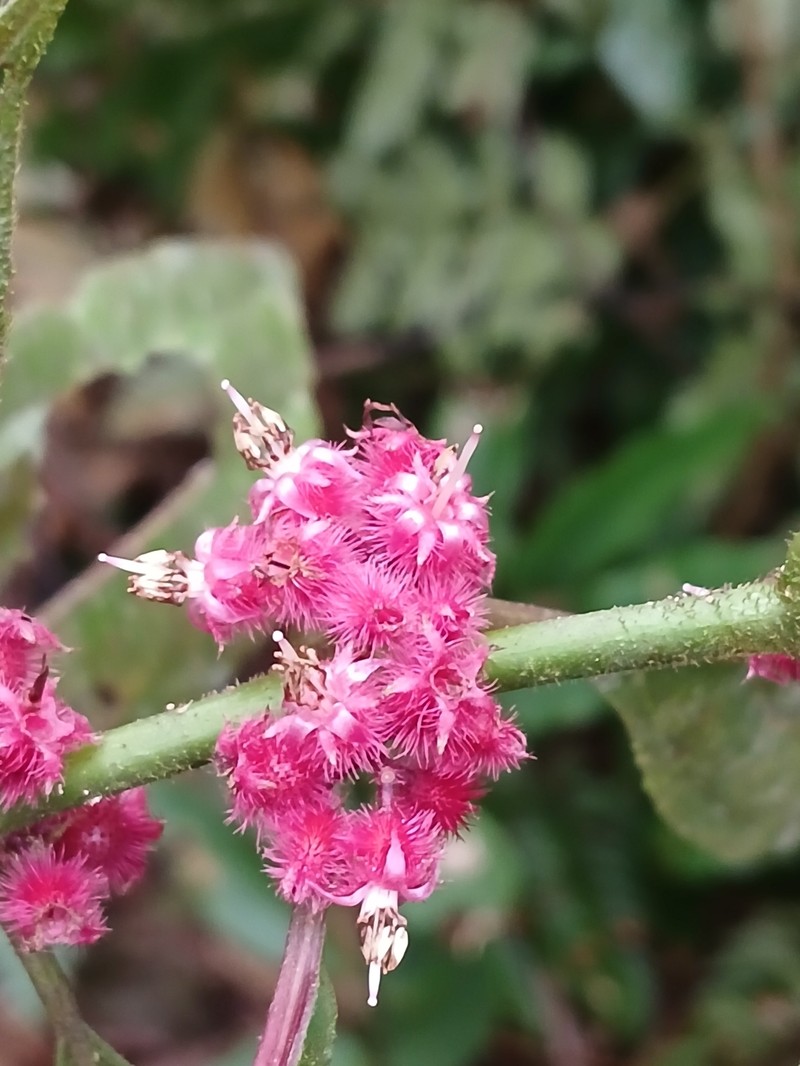 Miconia leasanguinea photo 8