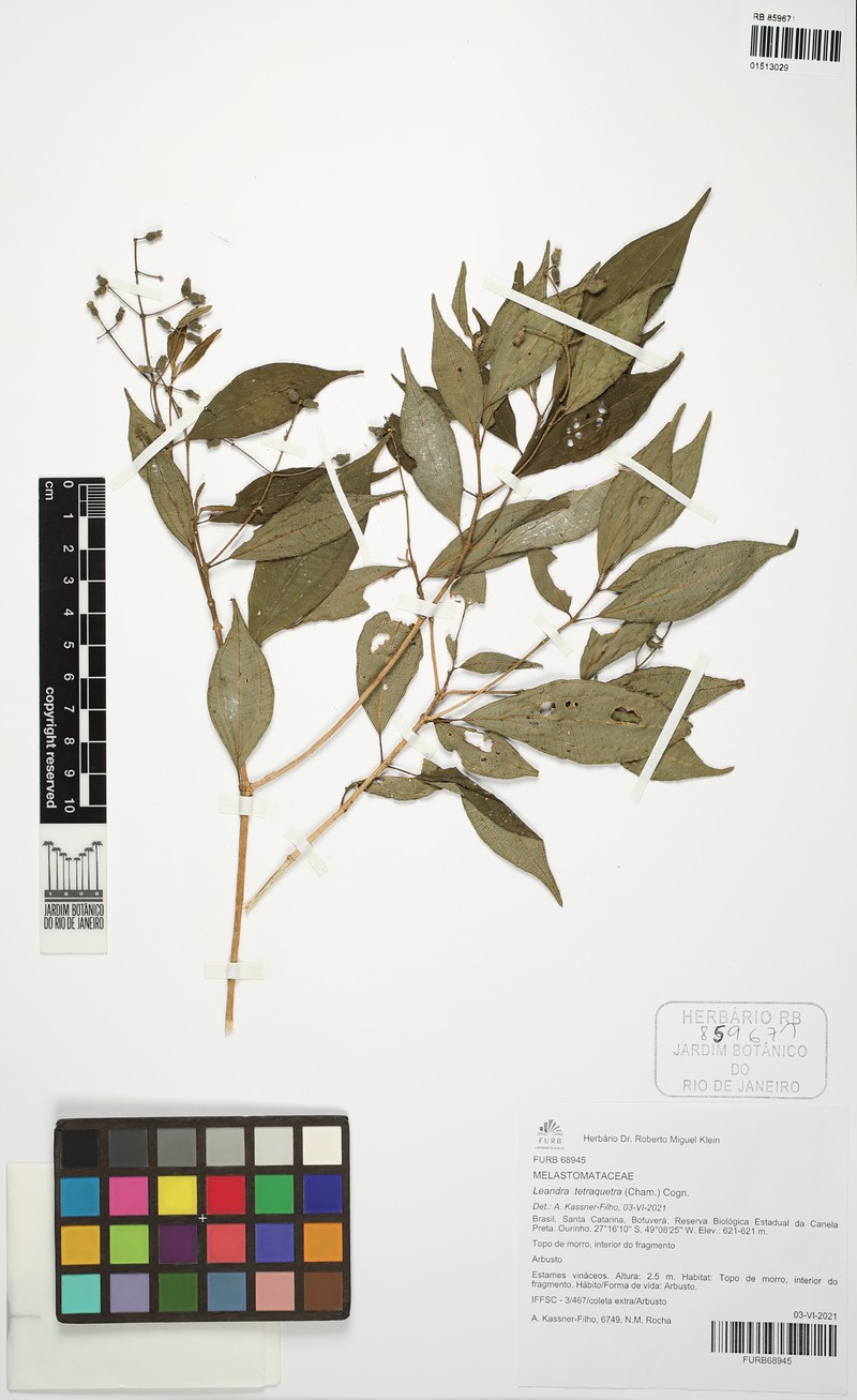 Miconia leatetragona