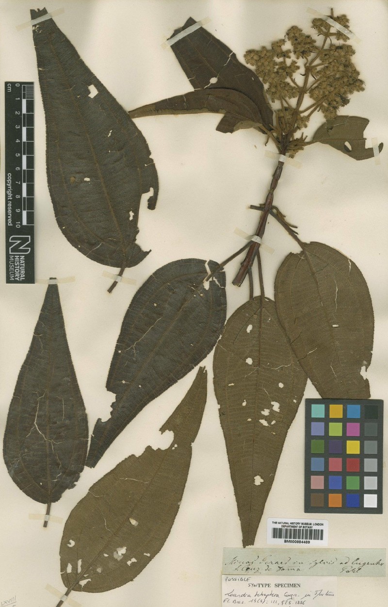 Miconia leatetraptera
