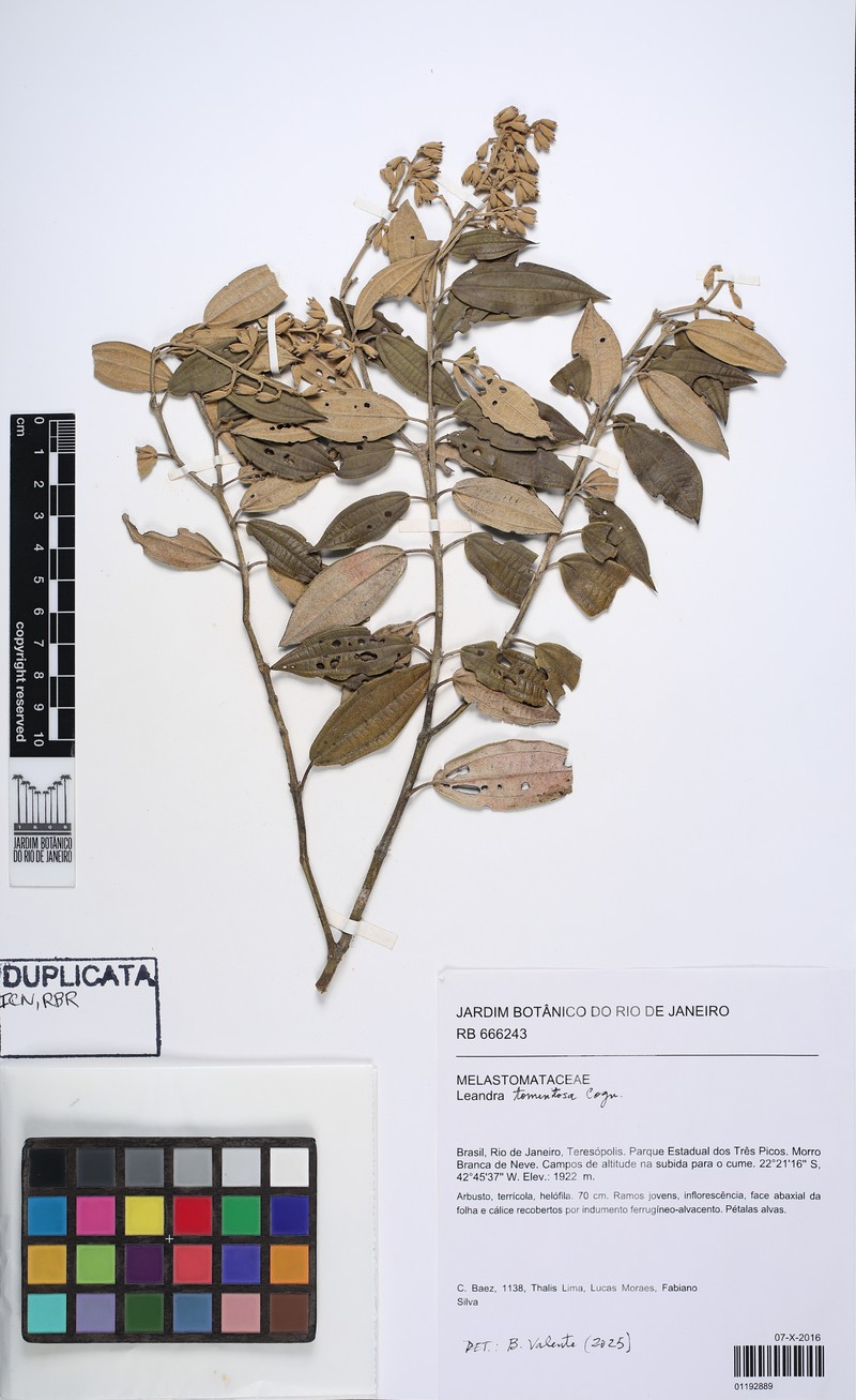 Miconia leatomentosa