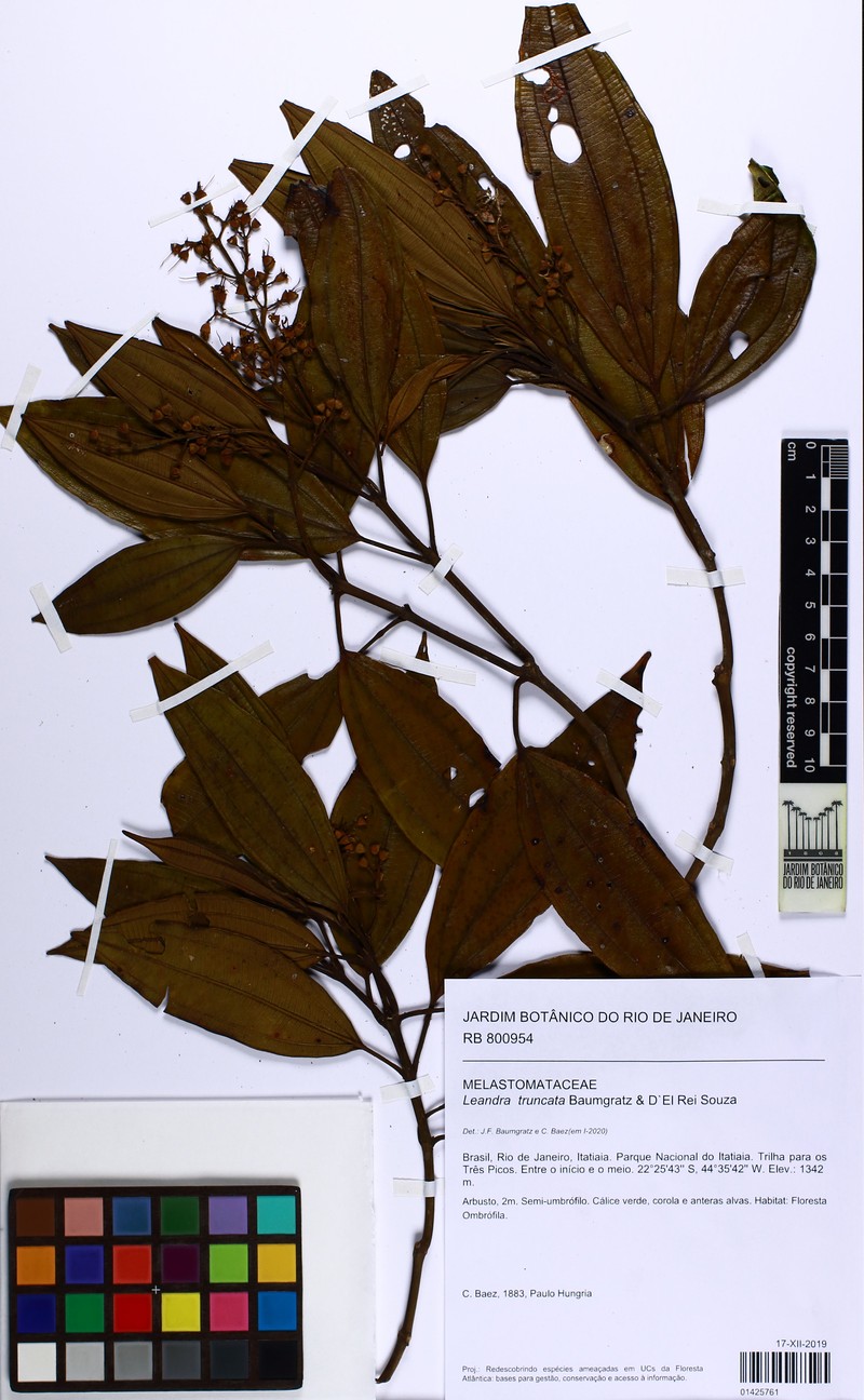 Miconia leatruncata