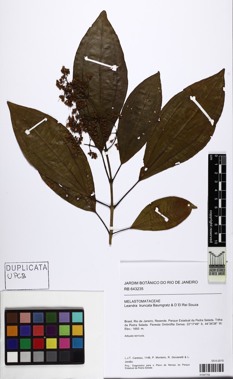 Miconia leatruncata photo 2