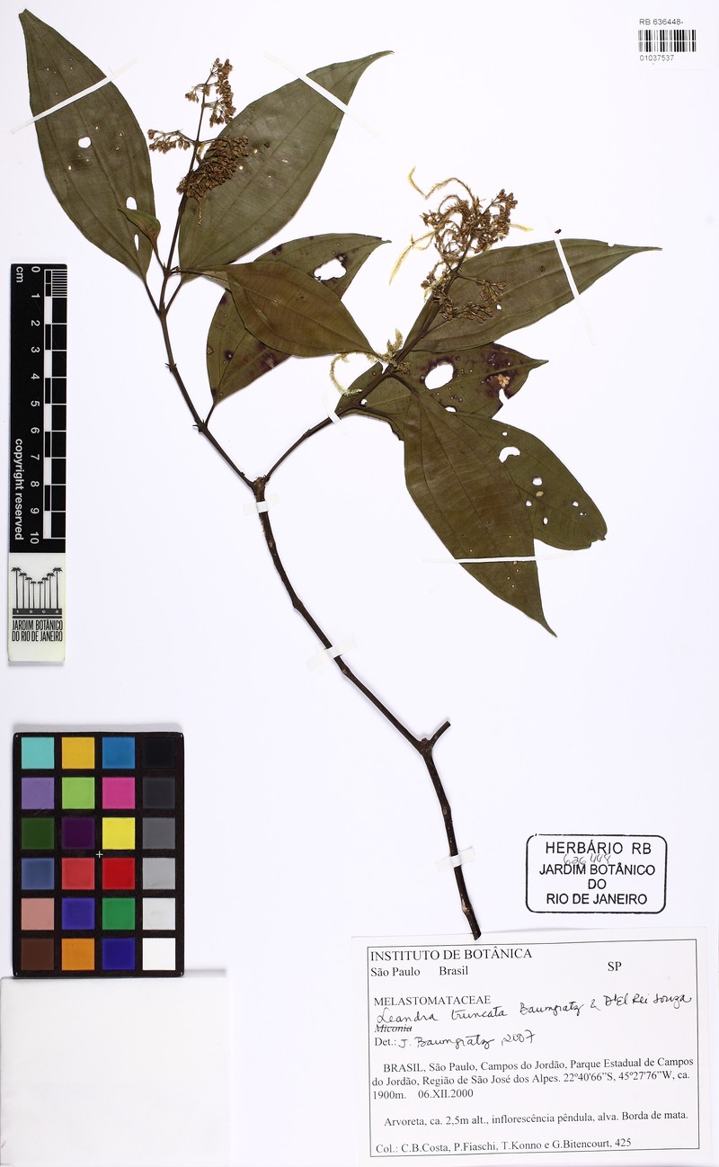 Miconia leatruncata photo 3