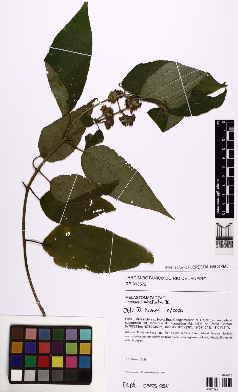Miconia leaumbellata