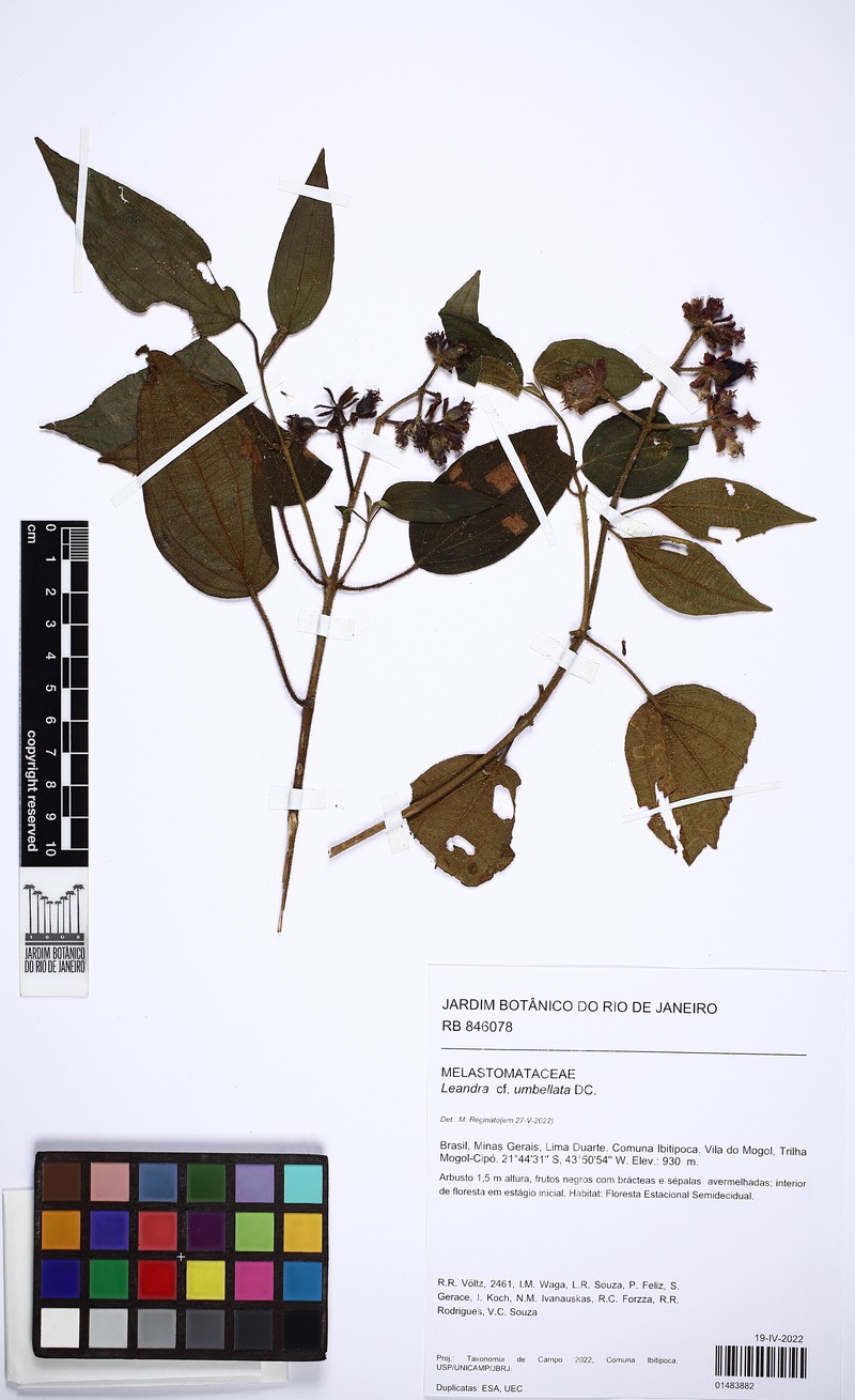 Miconia leaumbellata photo 2