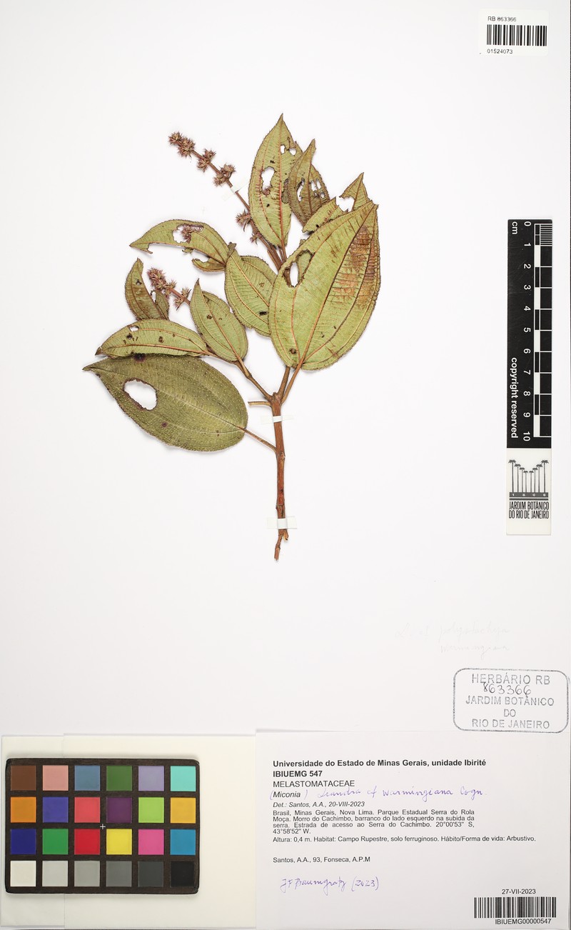 Miconia leawarmingiana