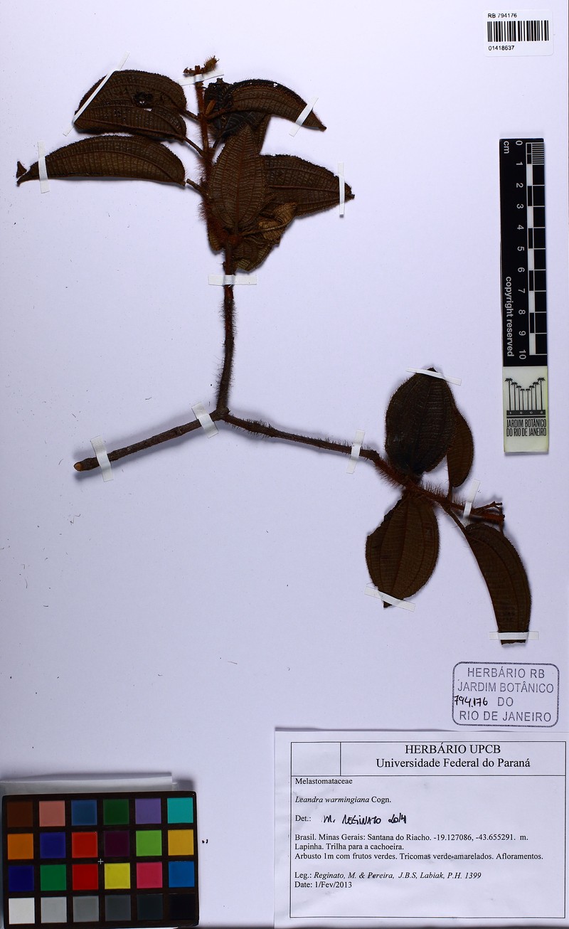 Miconia leawarmingiana photo 2