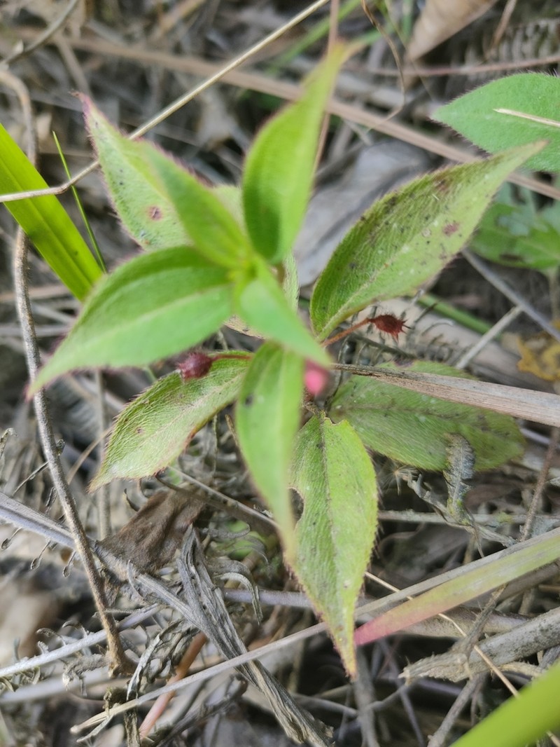 Miconia leptopus