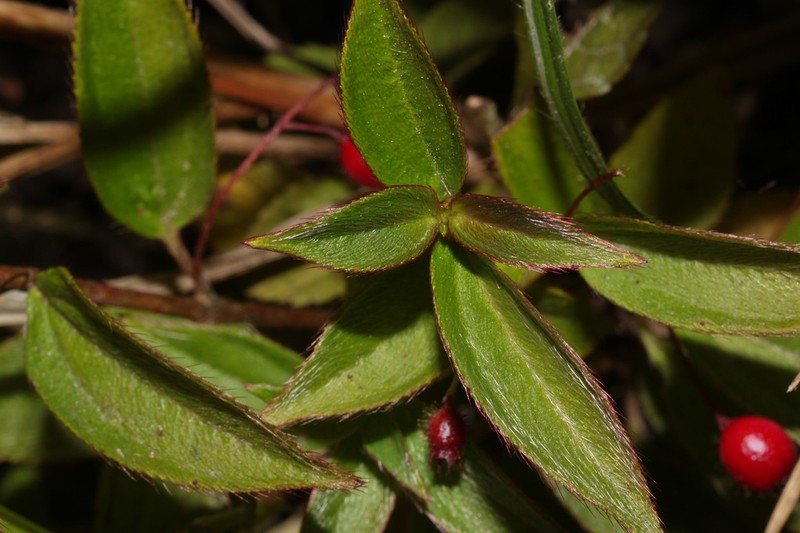 Miconia leptopus photo 2