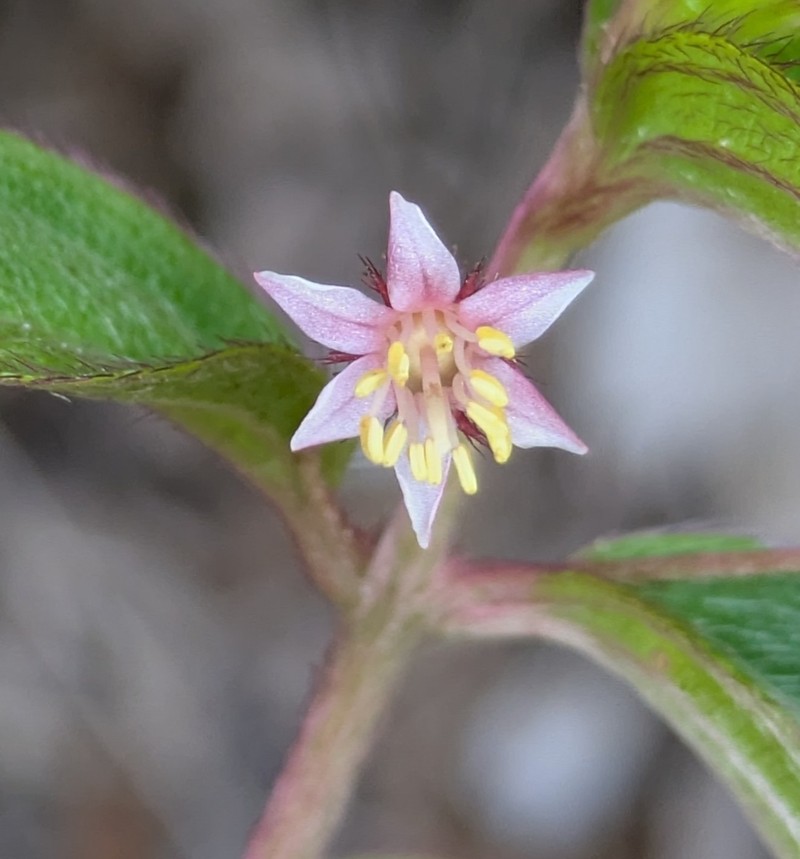 Miconia leptopus photo 3