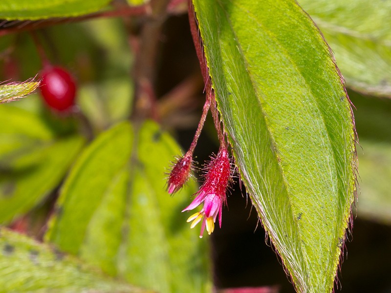 Miconia leptopus photo 4
