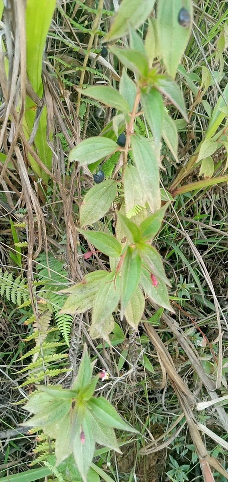 Miconia leptopus photo 5