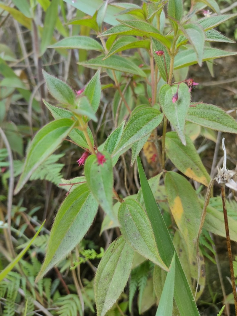 Miconia leptopus photo 6