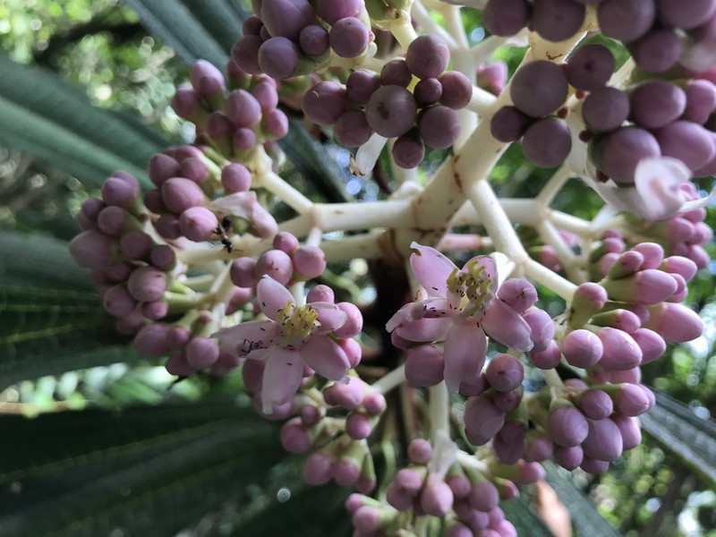 Miconia leticiana