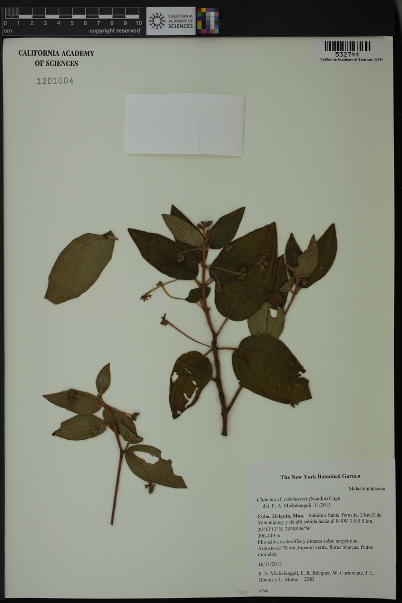 Miconia leucandra