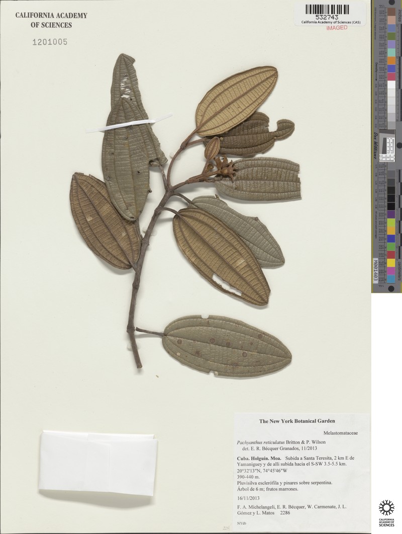 Miconia lindmanii