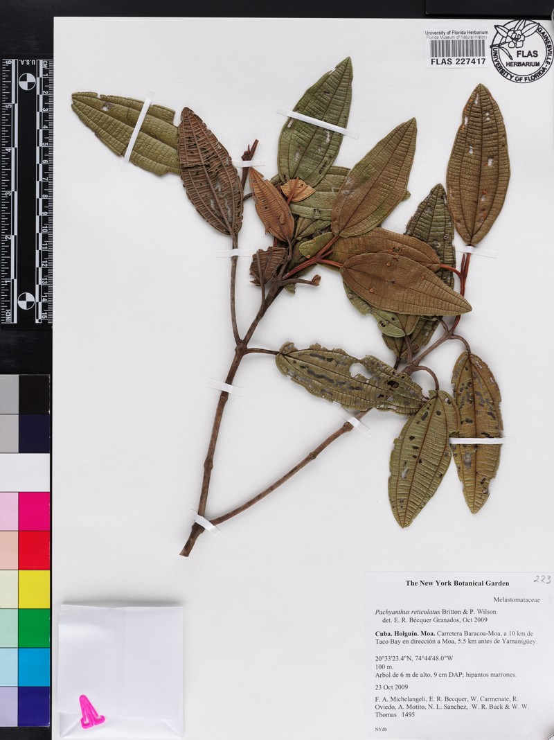 Miconia lindmanii photo 2
